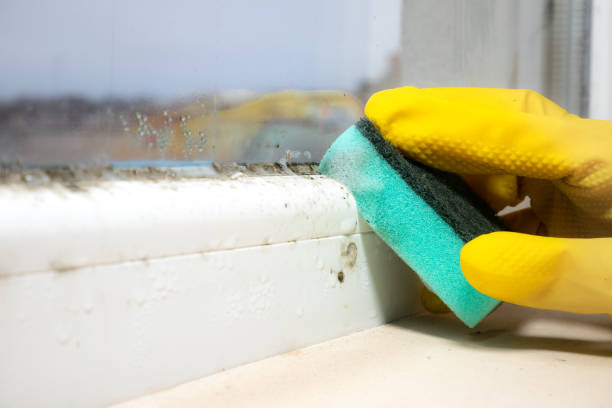 Reliable Unionville, NC Mold Removal Solutions