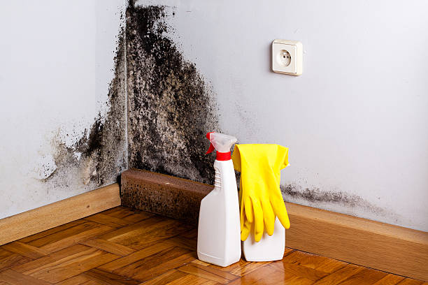 Best Mold Damage Repair  in Unionville, NC