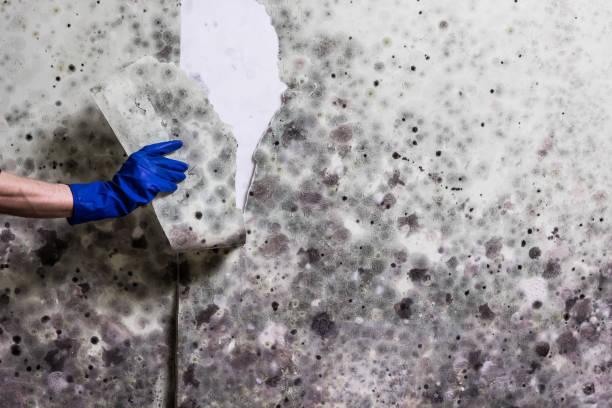 Best Local Mold Removal Service  in Unionville, NC